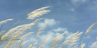 芦苇草映衬着蓝天