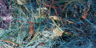 网里有许多螃蟹