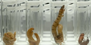实验室技术员拿试管装着幼虫和臭虫黄粉虫