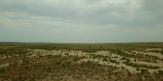 哈萨克斯坦干燥草原背景中的双驼峰奔跑野骆驼