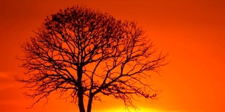 日落时分的一棵树