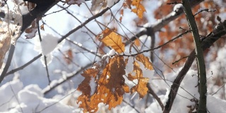 1920X1080 HD footage - Oak forest golden leaves under snow shallow DOF slow-mo 1080p full高清视频