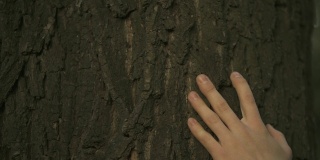 人的手轻轻触摸树干，保护自然和森林，呵护生态