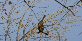 黑鸟坐在没有叶子的树上