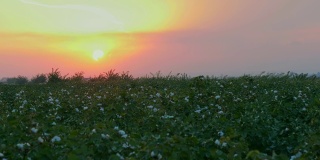 日落时分，白棉田在农村的田园风光中生长。日出农业概念。
