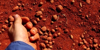 男人的手在铝土矿铲红土和铝土矿