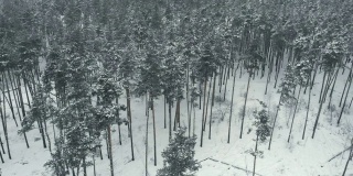 鸟瞰图冬季森林在雾天，无人机飞行在树上，美丽的雪天自然景观全景
