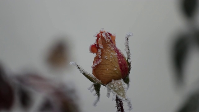 一朵玫瑰的图像，一朵花上的冰晶，色调，模糊。抽象背景，软焦点