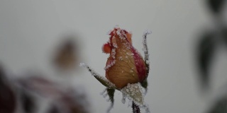 一朵玫瑰的图像，一朵花上的冰晶，色调，模糊。抽象背景，软焦点