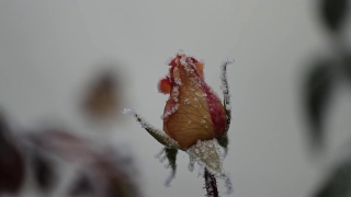 一朵玫瑰的图像，一朵花上的冰晶，色调，模糊。抽象背景，软焦点视频素材模板下载