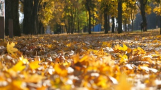 观空的城市公园在秋天晴朗的一天。黄色的枫叶躺在小路上。美丽的秋天的景色。模糊的背景。慢镜头摄影视频素材模板下载