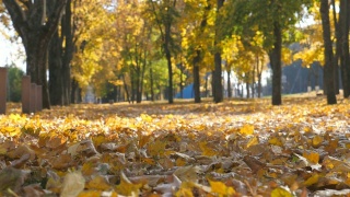 观空的城市公园在秋天晴朗的一天。黄色的枫叶躺在小路上。美丽的秋天的景色。背景是散焦。慢动作视频素材模板下载