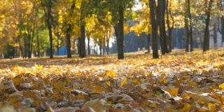 观空的城市公园在秋天晴朗的一天。黄色的枫叶躺在小路上。美丽的秋天的景色。背景是散焦。慢动作