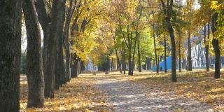 观空的城市公园在秋天晴朗的一天。公园的长巷被鲜艳的落叶覆盖着。美丽的秋景作为背景。慢动作