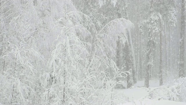 美丽的冬天雪林在雪天