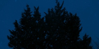 茂密的树在下雪的夜晚摇摆