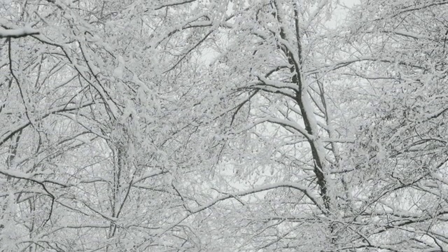 美丽的冬天下雪的落叶林在雪天