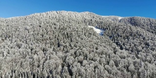 山里的冬天。冬季森林从鸟瞰。山上的树被白雪覆盖。蓝色的天空。用四轴飞行器拍摄。