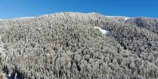 山里的冬天。冬季森林从鸟瞰。山上的树被白雪覆盖。蓝色的天空。用四轴飞行器拍摄。