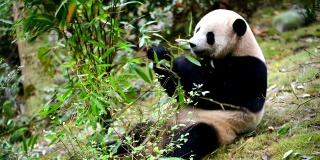 中国的大熊猫