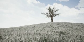 一棵大树在四个天气季节中的延时拍摄