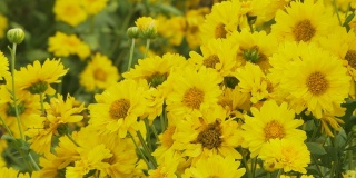 花园里有黄色的菊花。