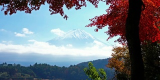 美丽的富士山与枫树在秋天的日本