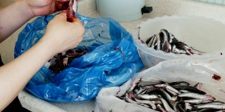 一个妇人正在清洗凤尾鱼，在锅里煮了一会儿后，凤尾鱼，黑海凤尾鱼，