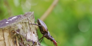 一只雄甲虫在树上爬。