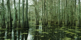 覆盖着西班牙苔藓和Salvinia的柏树漂浮在南路易斯安那州的Atchafalaya河流域沼泽在阴天下