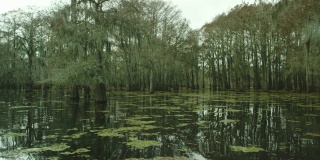 黑暗，浓密的柏树森林覆盖在西班牙苔藓与浮动的Salvinia在Atchafalaya河流域沼泽在路易斯安那州南部阴天下