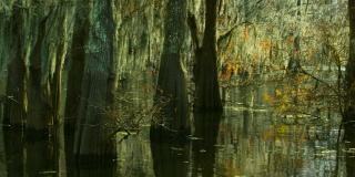 路易斯安那州南部Atchafalaya河流域沼泽中覆盖着西班牙苔藓的森林中的柏树