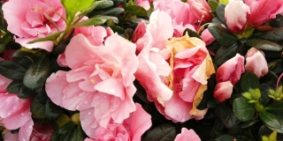 粉红色的大杜鹃花在澳门的花园里绽放。杜鹃花是杜鹃属中耐阴的开花灌木。