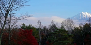 美丽的富士山与枫树在秋天的日本