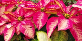 在澳门花园，一品红或圣诞星星的叶子呈粉红色和红色，色彩鲜艳。
