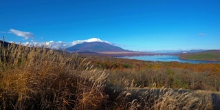 美丽的富士山与枫树在秋天的日本