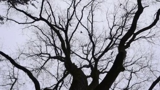飞过树的乌鸦。视频素材模板下载