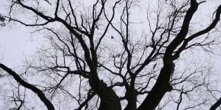 飞过树的乌鸦。