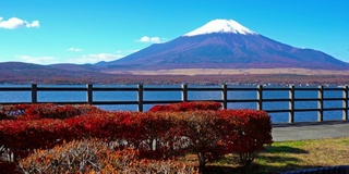 美丽的富士山与枫树在秋天的日本