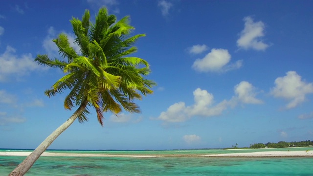 法属波利尼西亚热带沙滩上的棕榈树