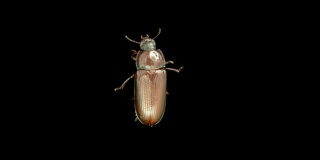 Tenebrio molitor beetle，特写