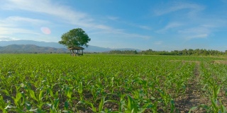 倾斜的景观绿色玉米农场在农业花园泰国。吊车镜头，4k码
