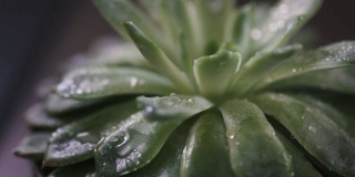 肉质植物上的雨滴
