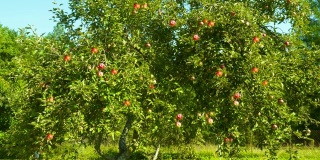 苹果树-四季