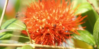 蜜蜂在红花上采集花粉。