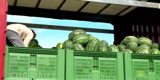 农民们把采摘的西瓜装上卡车。夏天收获西瓜