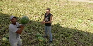 夏天收获西瓜。一组农民在装载卡车