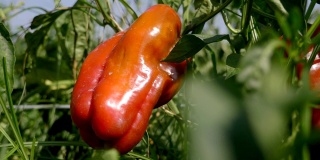 阳光下成熟的红柿子椒。自然,粮食、农业