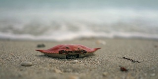 海岸边海洋生物的空贝壳。