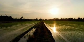 稻田自然农业旺季